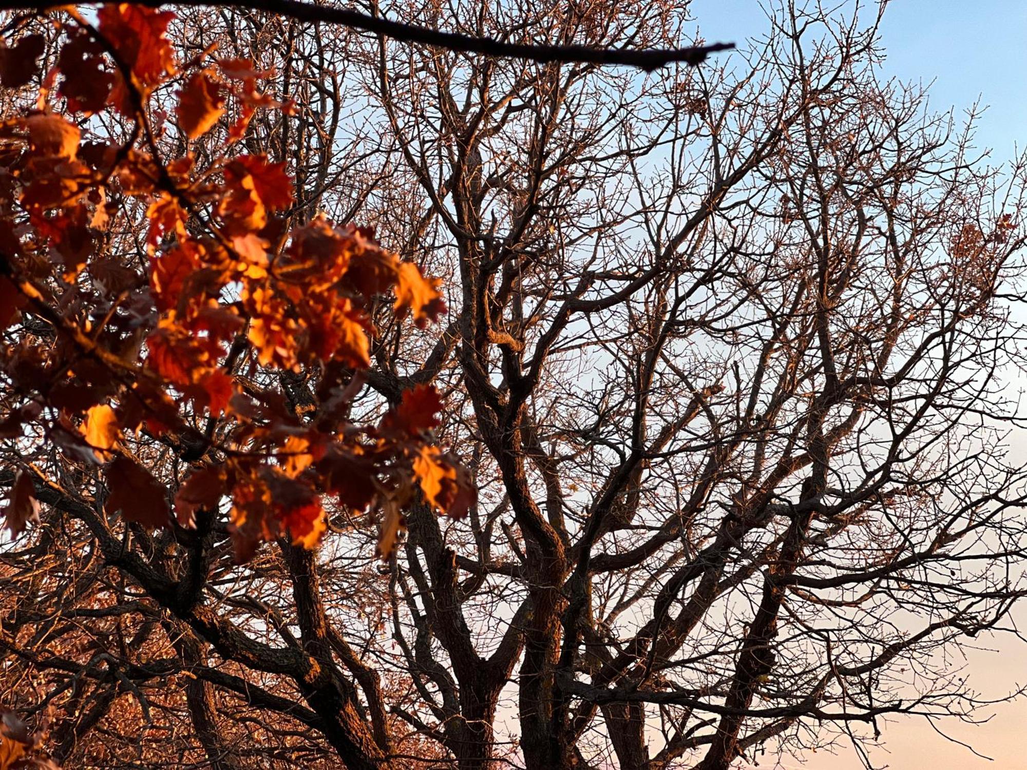 Villa Il Giardino Di Efesto Biancavilla Esterno foto